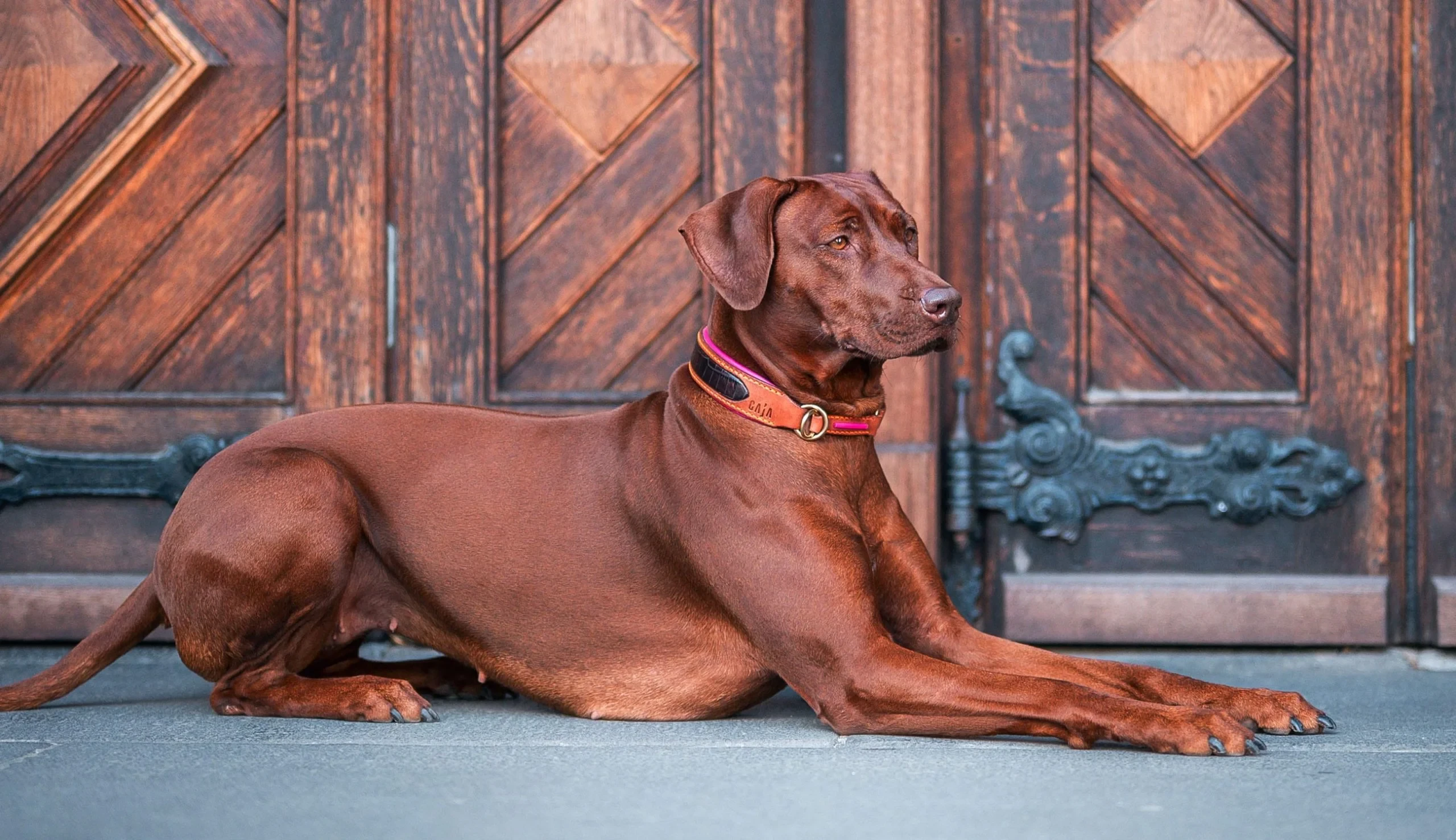 Caja von Steinling: Luxury Dog Accessories Branding screenshot 8